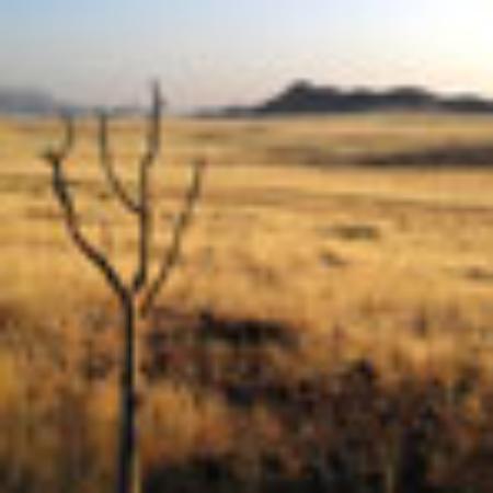 Lanchonete Chicken In