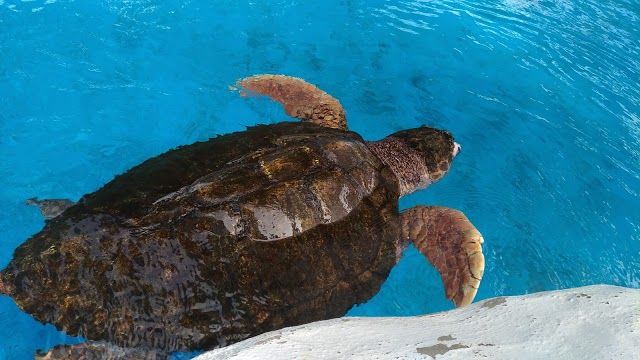 Projeto TAMAR Aracaju