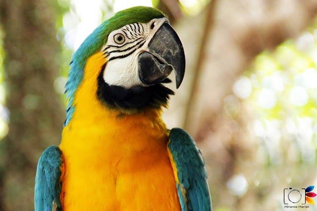 Zoológico-Complexo Ambiental-Cyro Gevaerd