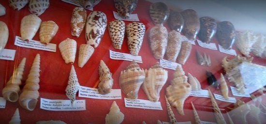 Museu das Conchas