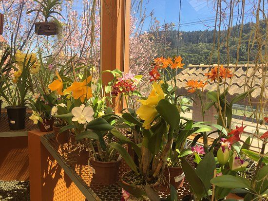 Orquidário MV