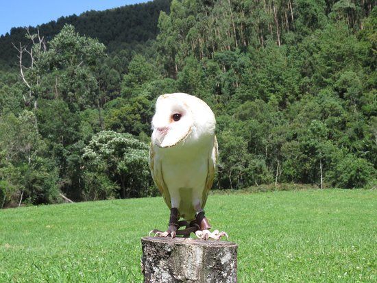 Escola de Falcoaria